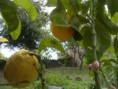 /album/giardino-dei-limoni/limonengarten-mit-limone-und-weite2-jpg2/